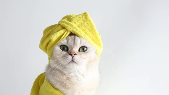 a White Beautiful Cat in a Yellow Towel and on Her Head
