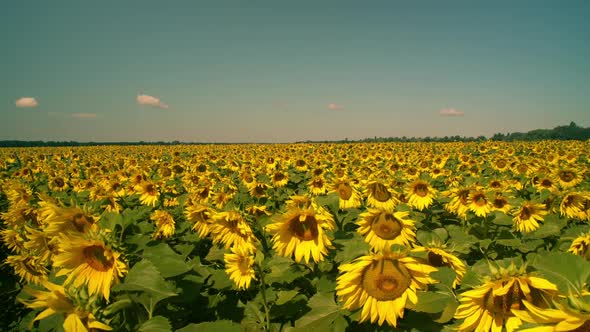 Field Full of Sunflowers in Summer alt