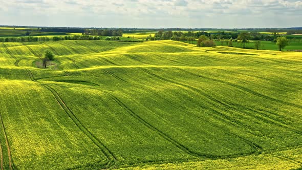 Stunning yellow rape fields and wind turbine. Poland agriculture. alt