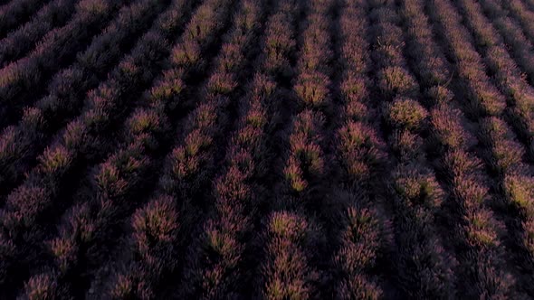 Flight Over Big Hill of Lavender Meadow at Sunset