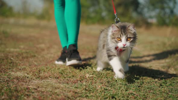 Athletic woman in sporty turquoise overalls walks with her fluffy cat on leash in forest alt