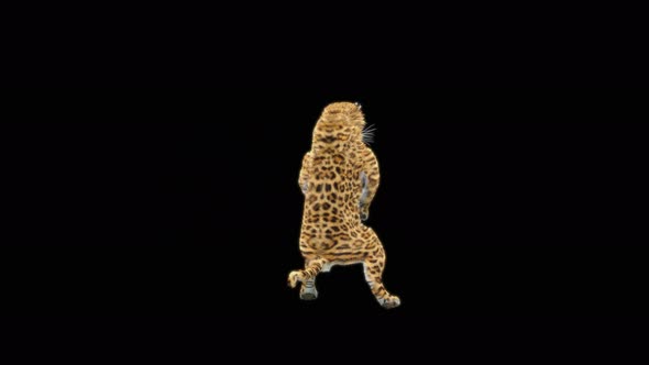 Leopard Dancing 4K alt