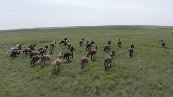 Drone Shot Wild Horses Running In The Prairie alt