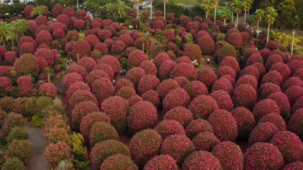 A park full of camellia trees in full bloom and people taking commemorative phot alt