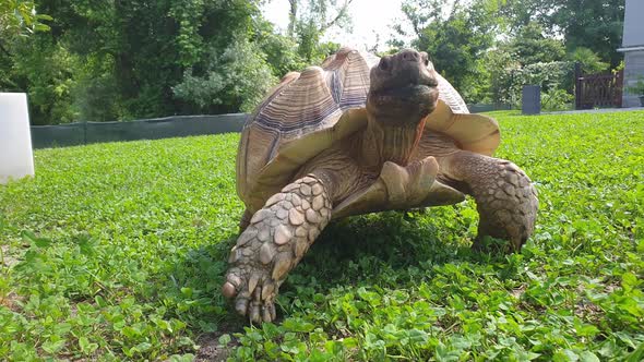 Close-up low-angle of giant tortoise walking facing camera alt