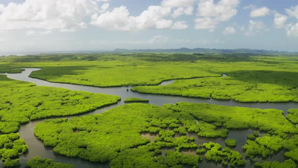 Fantasy Jungle Landscape of Tropical Rivers in the Mangrove Tropical Forest in Siargao, Philippines alt