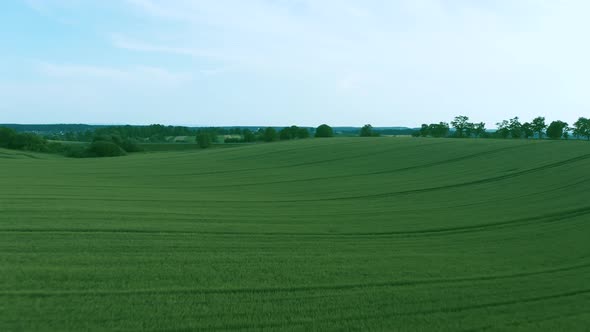 Flying Over a Green Wheat Field, Agricultural Industry. Natural Texture Background in Motion alt