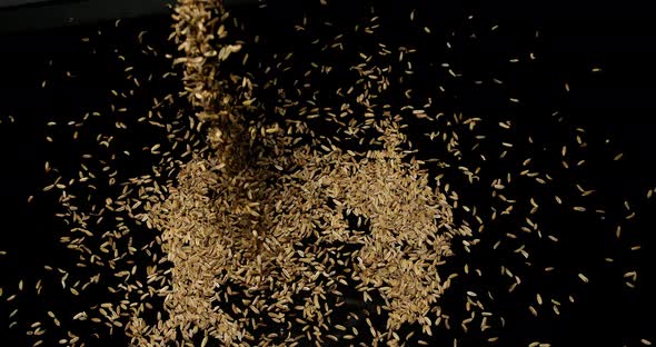 Seeds of Fennel, foeniculum vulgare Falling against black Background, slow motion 4K alt