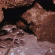Underwater Red Sea Tropical Cat-fish