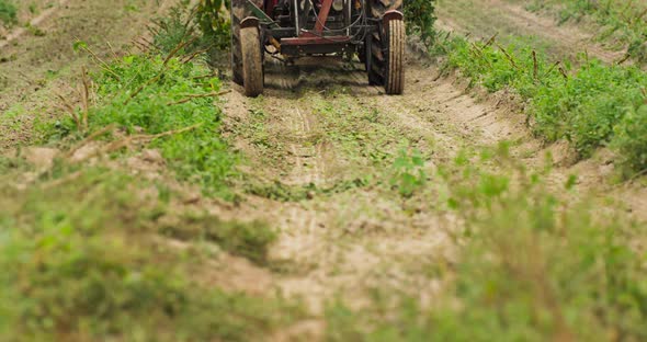 The Tractor Drives Out of the Field with a Trailer Full of Harvested Hops alt