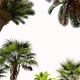 Palms  - VideoHive Item for Sale