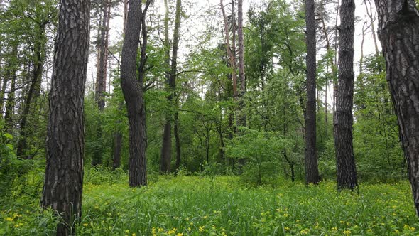 Summer Forest with Pine Trees Slow Motion alt