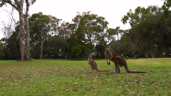 Video footage of a mother Kangaroo and joey from NSW, Australia alt