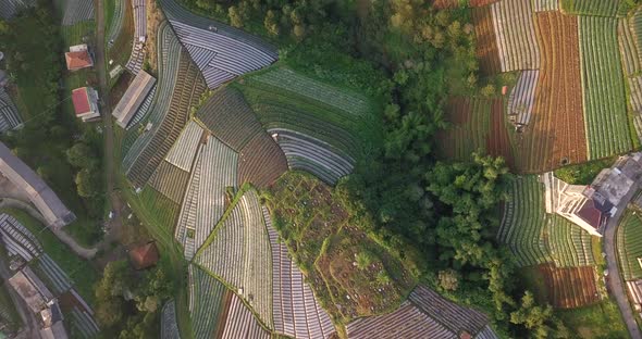 Aerial flyover beautiful vegetable plantation in different colors and pattern during sunny day - Cen alt