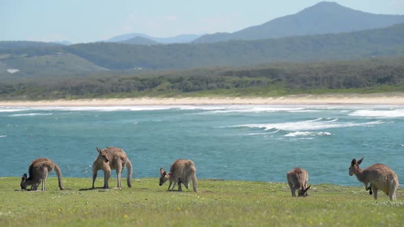 Group of Grey Kangaroos in a Green Meadow Whit Ocean as Background in Queensland, Australia