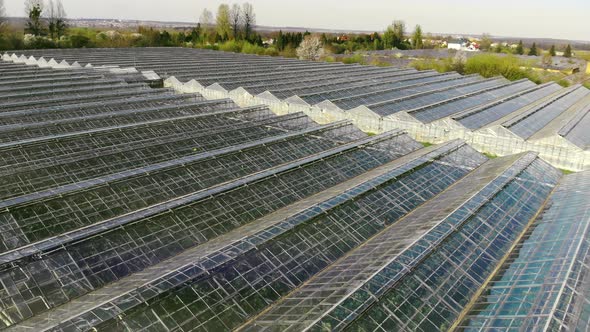 Large Industrial Greenhouses. Flight Over Greenhouses in Abandoned Condition. Growing Vegetables and alt