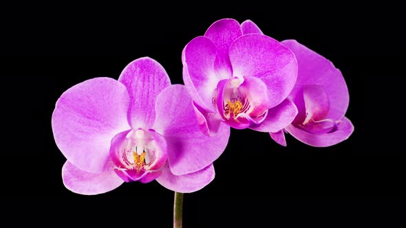 Blooming Purple Orchid Phalaenopsis Flower alt