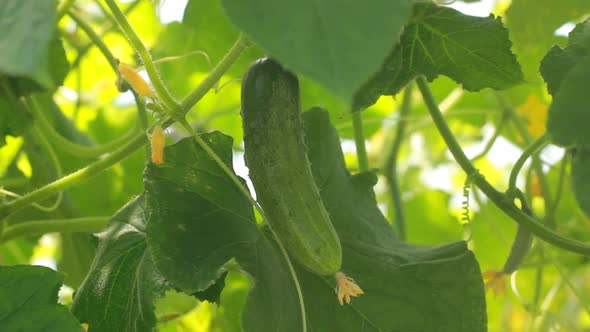 Cucumber Growing in the Vegetable Garden