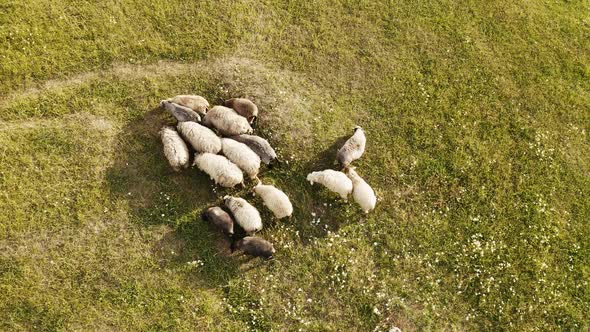 Aerial View of Grazing Sheep Flock on Spring Field
