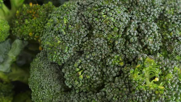 Fresh Green Broccoli Rotate alt