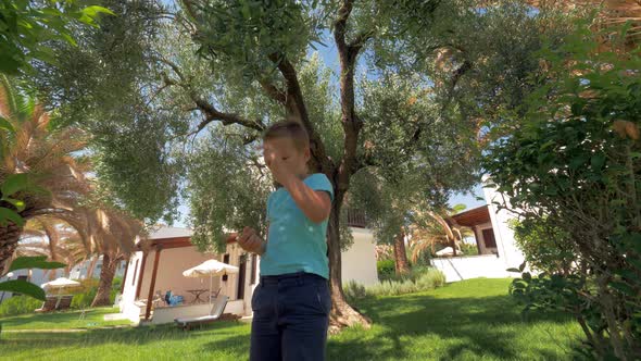 Child picking up olives from the tree in garden alt