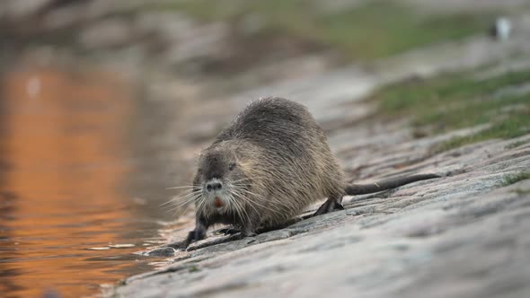 Inquisitive Nutria exploring the bank of a lake in daylight;es into water, shallow focus alt