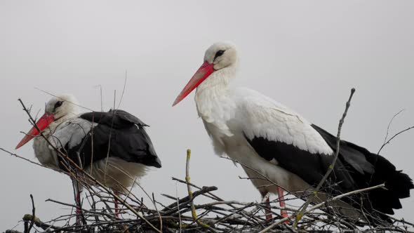 An old pair of storks sits in a nest and wait for their offspring