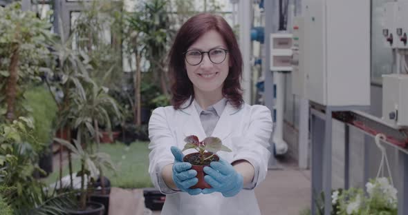 Middle Shot of Positive Caucasian Woman Showing Pot with Seedling at Camera and Smiling. Portrait of alt