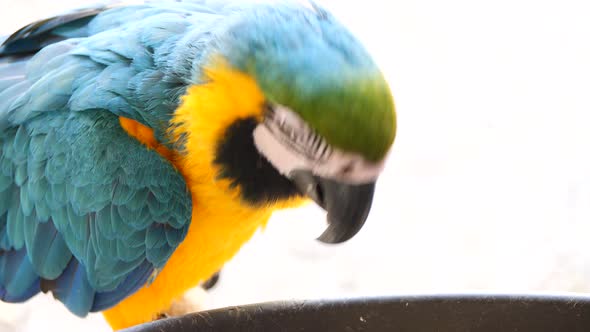 Macro close up of cute Blue and Yellow macaw eating vegetables outdoors during sunny day alt