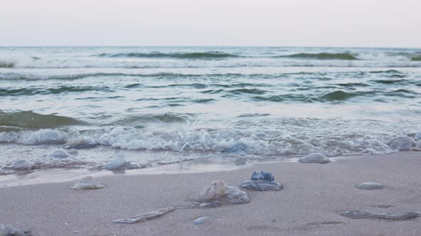 Dead Jellyfish Lie on a Sandy Shore Signed By Water on the Sea of Azov alt