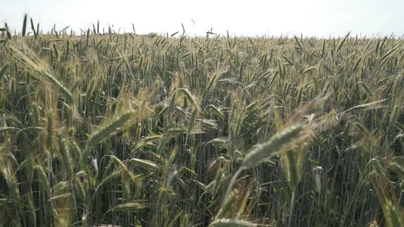 Organic Wheat Field. Ripening Green Spikelets