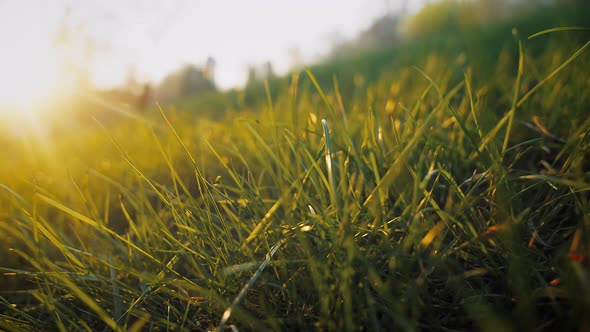 Juicy Meadow of Green Grass Sunset alt
