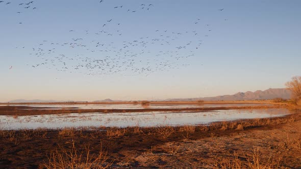 A huge flock of sandhill cranes flyaway in slow motion alt