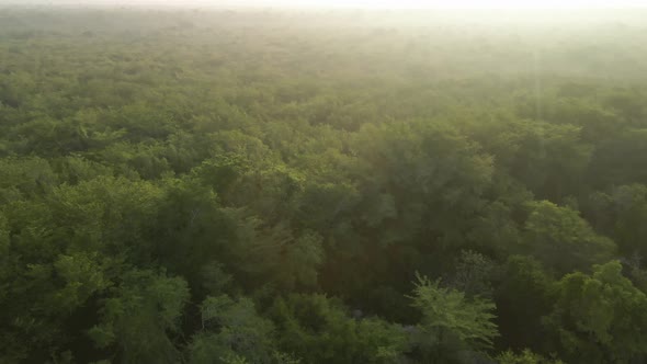 Green Wild Jungle At Sunrise alt