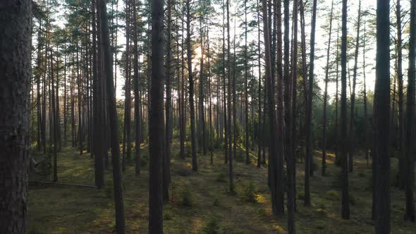 AERIAL: Old and Ancient Pines Grows in Remote Eastern Europe Forest