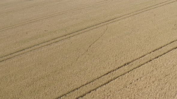 Traces in the wheat field of crop from tractor sprayer tire 4K aerial video