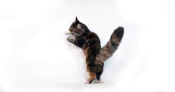 Brown Tortie Blotched Tabby and White Maine Coon Domestic Cat, Female playing White Background, alt