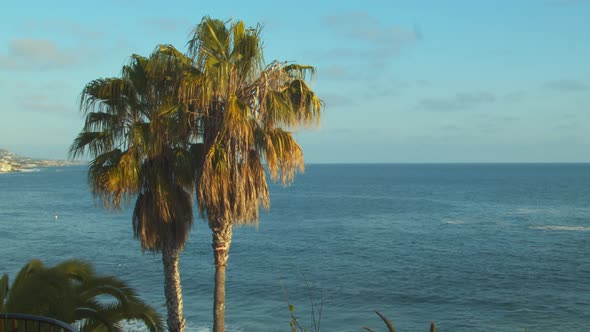 Palm trees of a Pacific Coast community in Southern Californian during sunset. alt