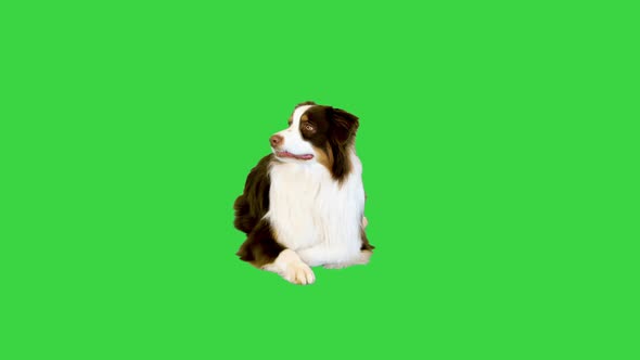 Australian Shepherd Dog Lying and Looking Around on a Green Screen Chroma Key