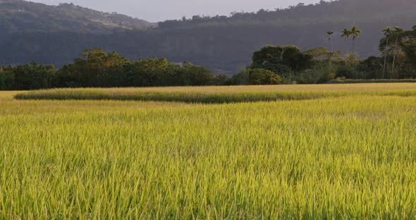 Rice field under sunlight flare alt