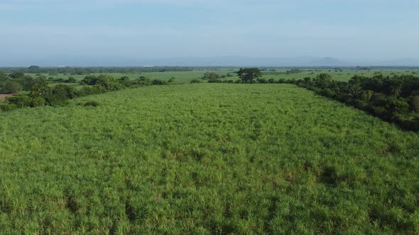 Agricultural Plantation on Lush Tropical Farming Landscape