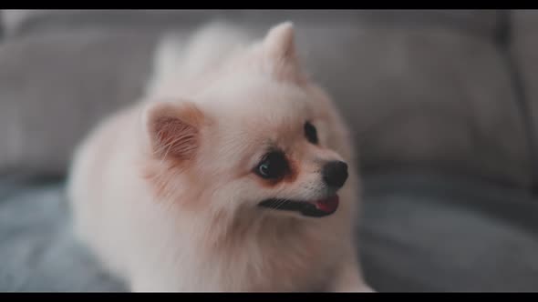 Cute White Hair Puppy Pomeranian Sit Relax on Sofa Couch in Living Room at Home