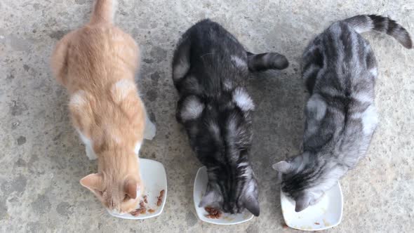 Top View of Cats Eating Food