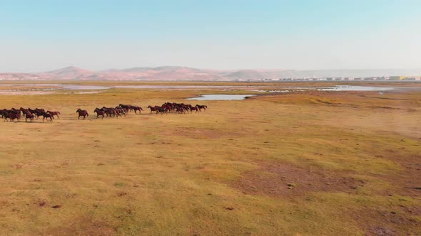 Slow Motion Wild Horses Running alt