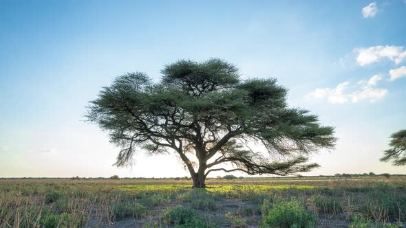 Silhouette Of Acacia Tree From Sunset To Night In Central Kalahari Game Reserve. - timelapse alt