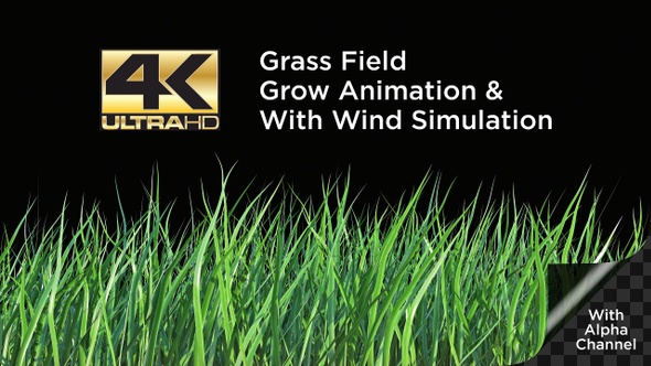 Grass Field Grow Animation With Wind Simulation