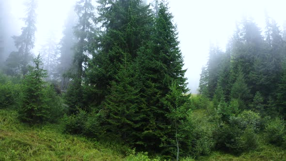 Aerial view of a Foggy Forest. Flying in the Fog through the trees. 