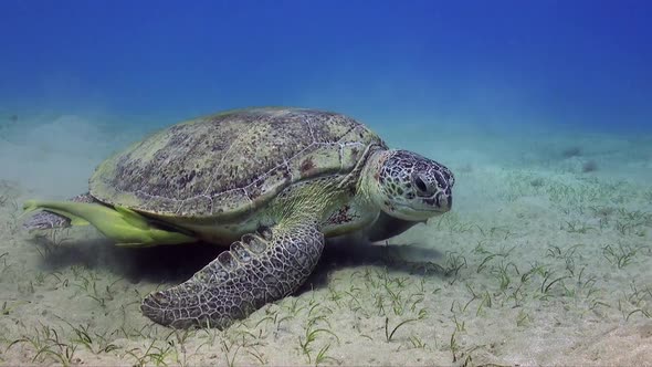 Wide angle shot of green sea turtle (Chelonia mydas) feeding on sea grass alt