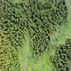 Pine Forest Aerial Footage - VideoHive Item for Sale