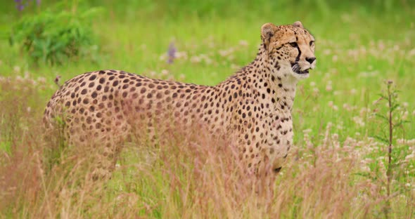 Alert Cheetah Standing on Field in Forest